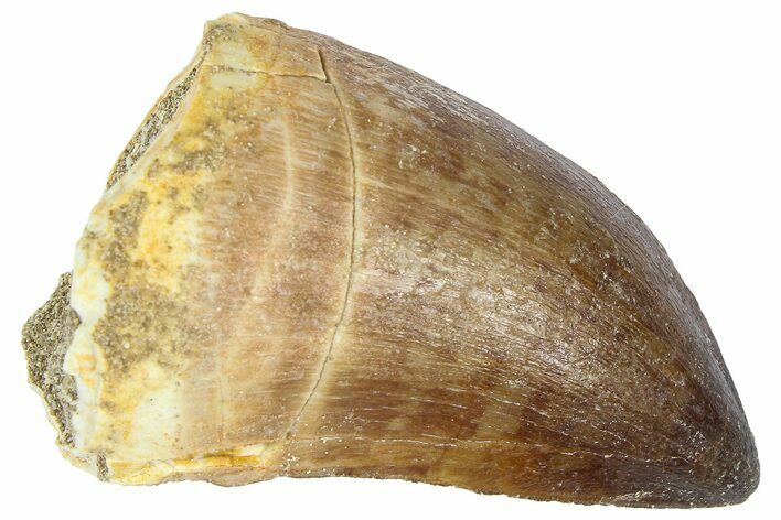 Fossil Mosasaur (Thalassotitan) Tooth - Morocco #364163
